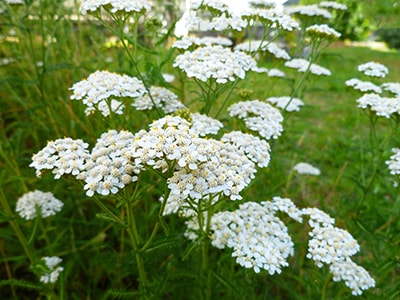 Yarrow Extract For Bloating And Gas Pains - yarrow