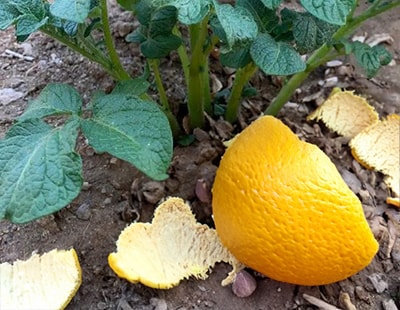 Don’t Throw Away Citrus Peels, Do This Instead -citrus peels in the garden