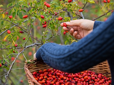 Rosehip Powder For Blood Pressure And Cholesterol -rosehips