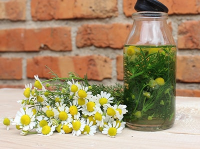10 Plant Alternatives for OTC Meds - chamomile