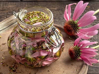 10 Plant Alternatives for OTC Meds - echinacea