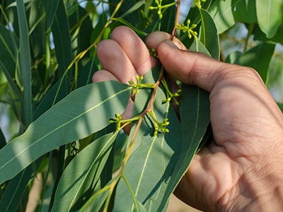 Boil These Plants to Fight COPD- eucalyptus