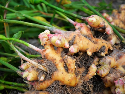 Boil These Plants to Fight COPD- ginger
