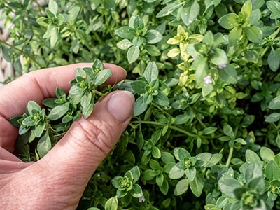 Boil These Plants to Fight COPD- thyme