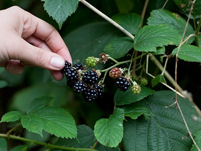 native American remedies that we lost to history -blackberries