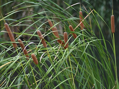 native american remedies that we lost to history -cattails
