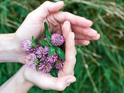 native american remedies that we lost to history - red clover
