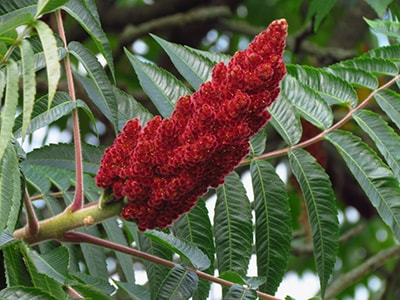 native american remedies that we lost to history - sumac