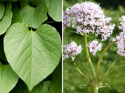 10 Herbs You Should Always Take Together- kava kava and valerian