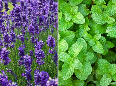 10 Herbs You Should Always Take Together- lavender and peppermint