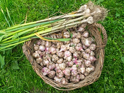 10 Medicinal Plants Nuns Used to Grow - garlic