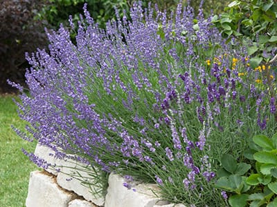 10 Medicinal Plants Nuns Used to Grow - lavender