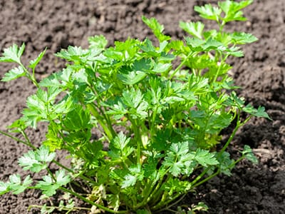 10 Medicinal Plants Nuns Used to Grow - parsley