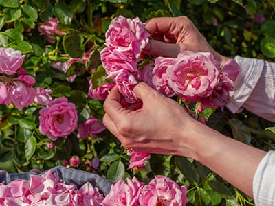 10 Medicinal Plants Nuns Used to Grow - rose