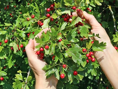 Clogged Arteries Start Taking This- Hawthorn