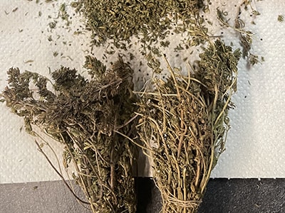 DIY Antiparasitic Drano - dried herbs