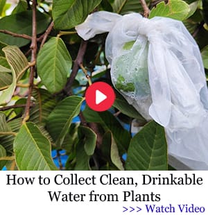 How to Collect Clean Drikable Water from Plants