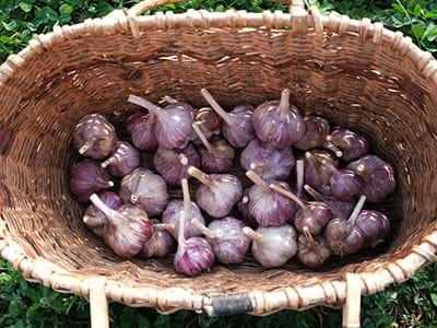 The Ancient Antiseptic - garlic