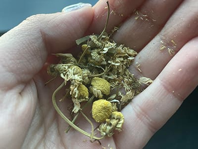 The Antibiotic You Can Smoke - chamomile