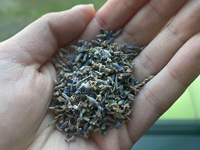 The Antibiotic You Can Smoke - lavender