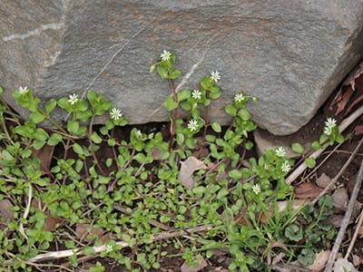 The Only Thing You Should Forage This Season-chickweed