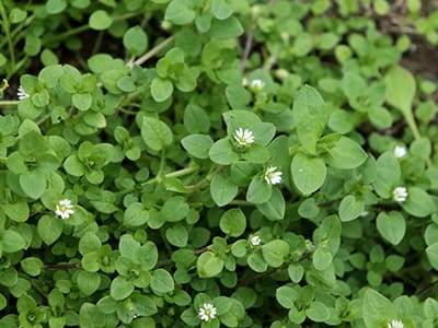 Top 5 Herbal Remedies to Make This Spring- chickweed