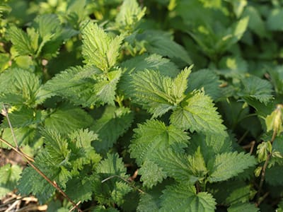 Top 5 Herbal Remedies to Make This Spring- nettle