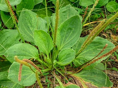 Top 5 Herbal Remedies to Make This Spring- plantain