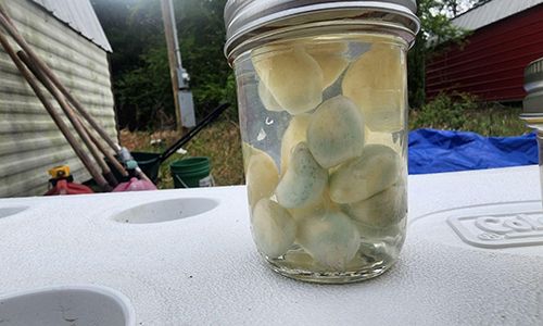 Blue Garlic - Set Aside