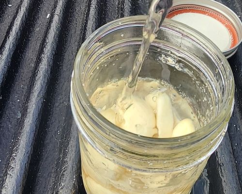 Blue Garlic - Vinegar