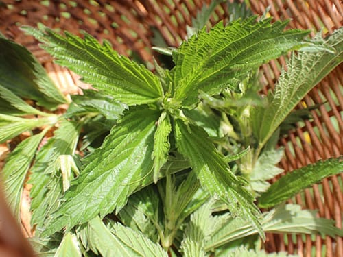 DIY stinging nettle extract for joint pain - nettles in a basket
