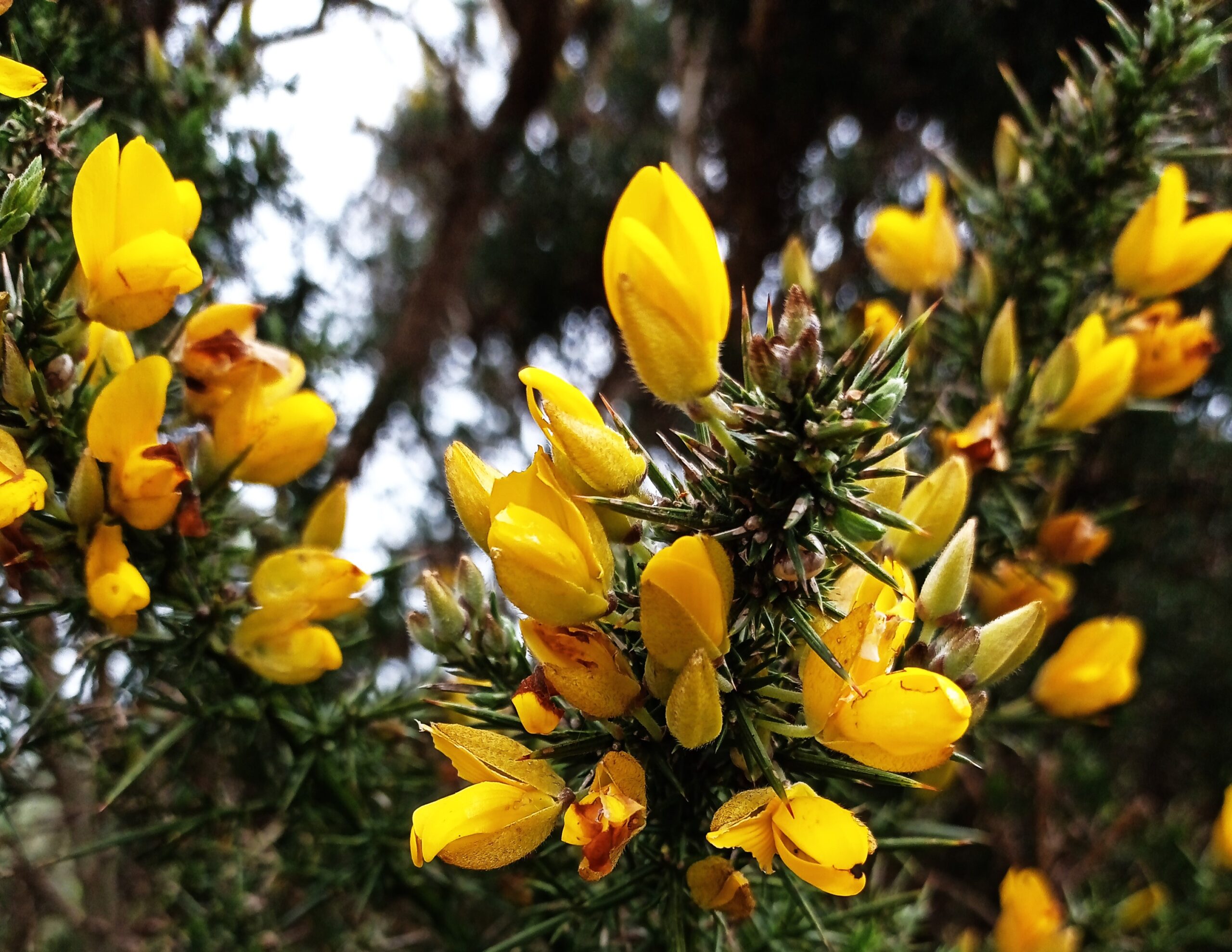 Gorse flowers IMG_20240413_111839_1