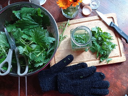 Homemade Herbal Rub for Eczema & Psoriasis- chop the stinging nettle