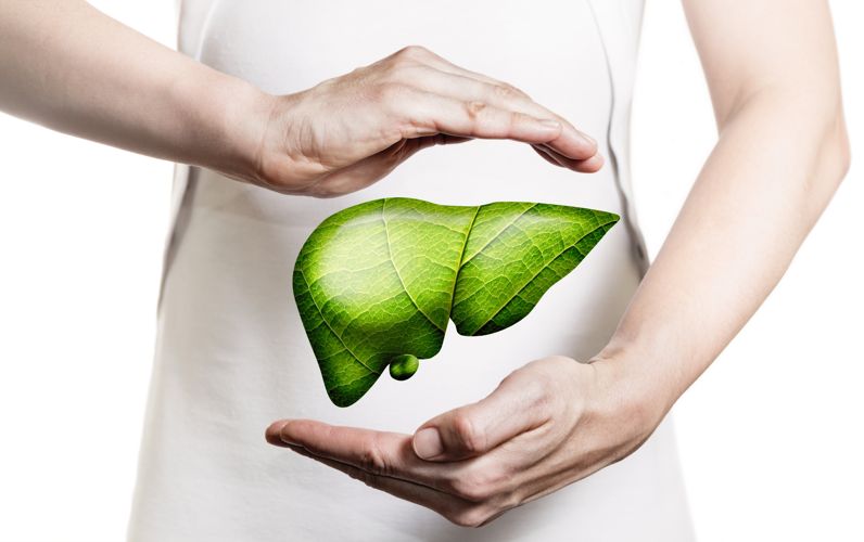 Liver Regenerator - Liver