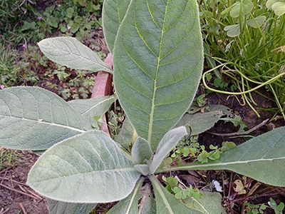 Nature's Ibuprofen - Mullein