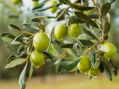 Olive Oil Craze Does it Live Up to the Hype - olives