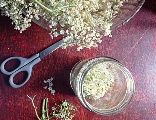 You'd Better Do This If You Have Allergies - Cut bunches of elderflowers on a sunny day