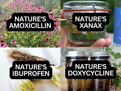 The Mushroom That Got Me Out of The Wheelchair