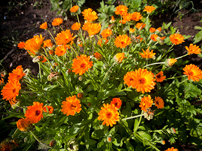Calendula field