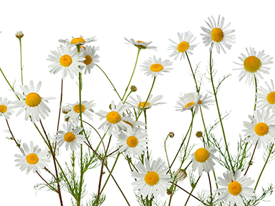 Beautiful,Flowers,Field,Of,Daisies.with,Bright,Yellow,Center,With,White