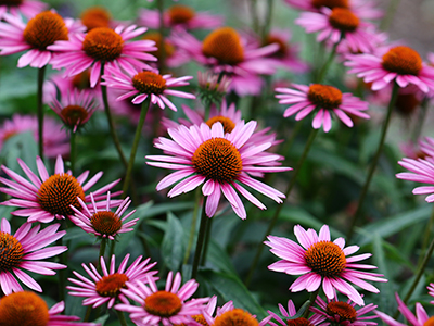 A vibrant growing patch of Echinacea Purpurea also known as Purple Coneflower.