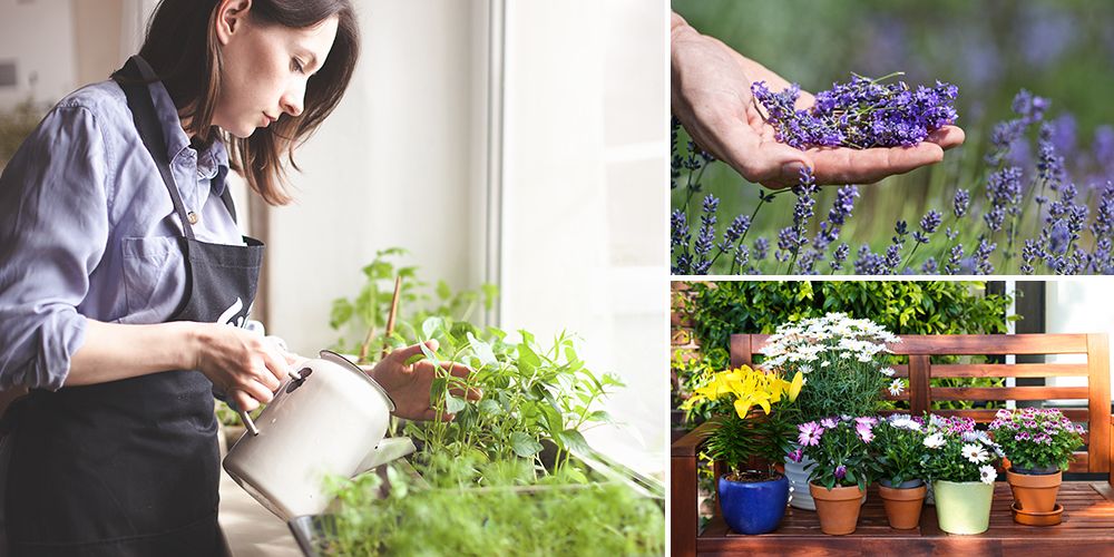 Grow Your Own Tea Garden - The Lost Herbs