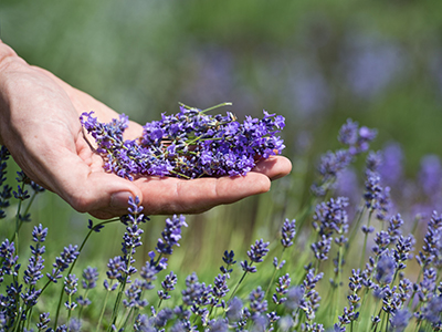 Lavender.,Hand,Touching,Lavender,,Feeling,Nature.,Aromatic,Cosmetic.,Aromatherapy,And