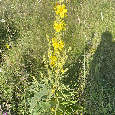 Mullein Plant