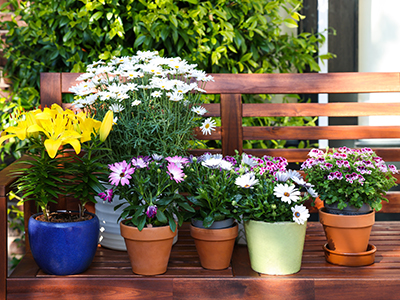 Many,Different,Beautiful,Blooming,Plants,In,Flowerpots,On,Wooden,Bench