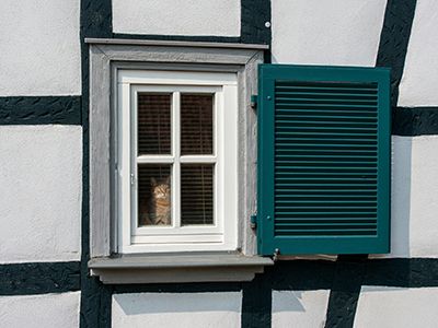 cat-in-window-looking-out copy