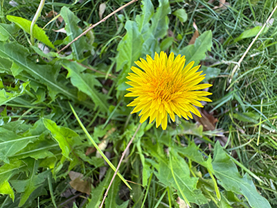 Dandelion,(taraxacum,Officinale),Grows,In,The,Wild.,Taraxacum,Officinale,,The