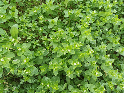 Chickweed, Stellaria media. Its young taste is very light with a hazelnut taste. You can use fresh vegetables in salads. The advantage of chickweed is that we have it fresh almost all year round.