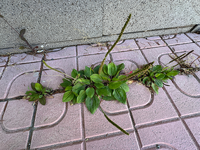 Plantago major growing among the stones. Plantain large is a herbaceous plant close-up shot. The broadleaf plantain, white man's footprint, waybread, or greater plantain, is family Plantaginaceae.