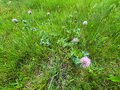 Red clover (Latin Trifolium pratense) is a plant of the genus Clover (Trifolium). Trifolium pratense, Red clover purple flowers on a green grass background.